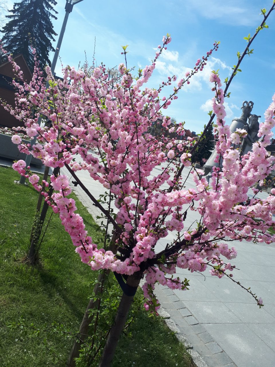 Nowy Targ - cały w kwiatach