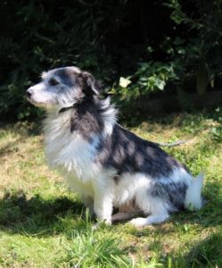 piesek-piesek-045.jpg