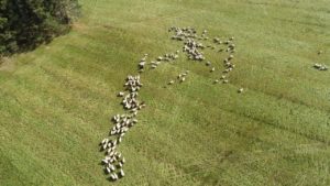 DJI_0215-Kopiowanie.jpg