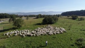 DJI_0244-Kopiowanie.jpg