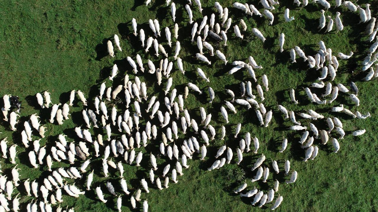 Hodowcy – pełni niepokoju. Zagryzień może być ponad 200