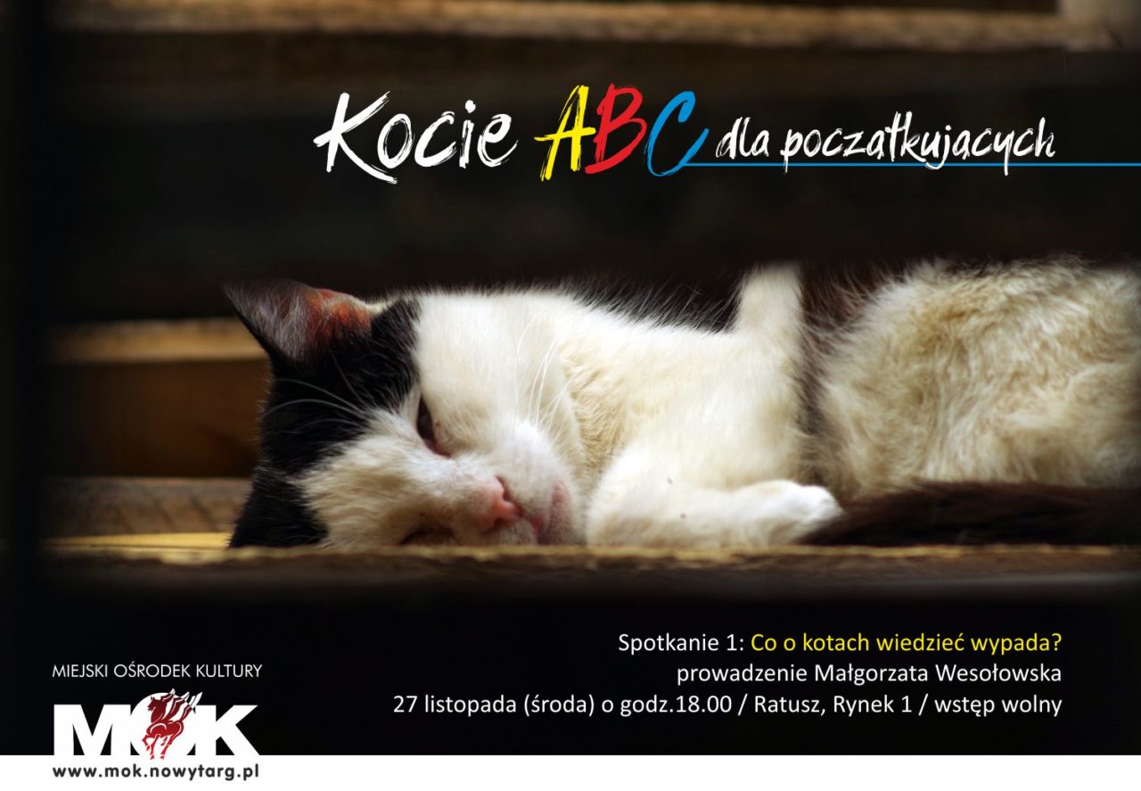 Kocie ABC dla początkujących