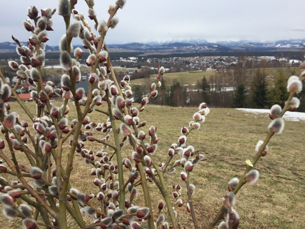 Na Podhalu pojawiły się pierwsze zwiastuny wiosny