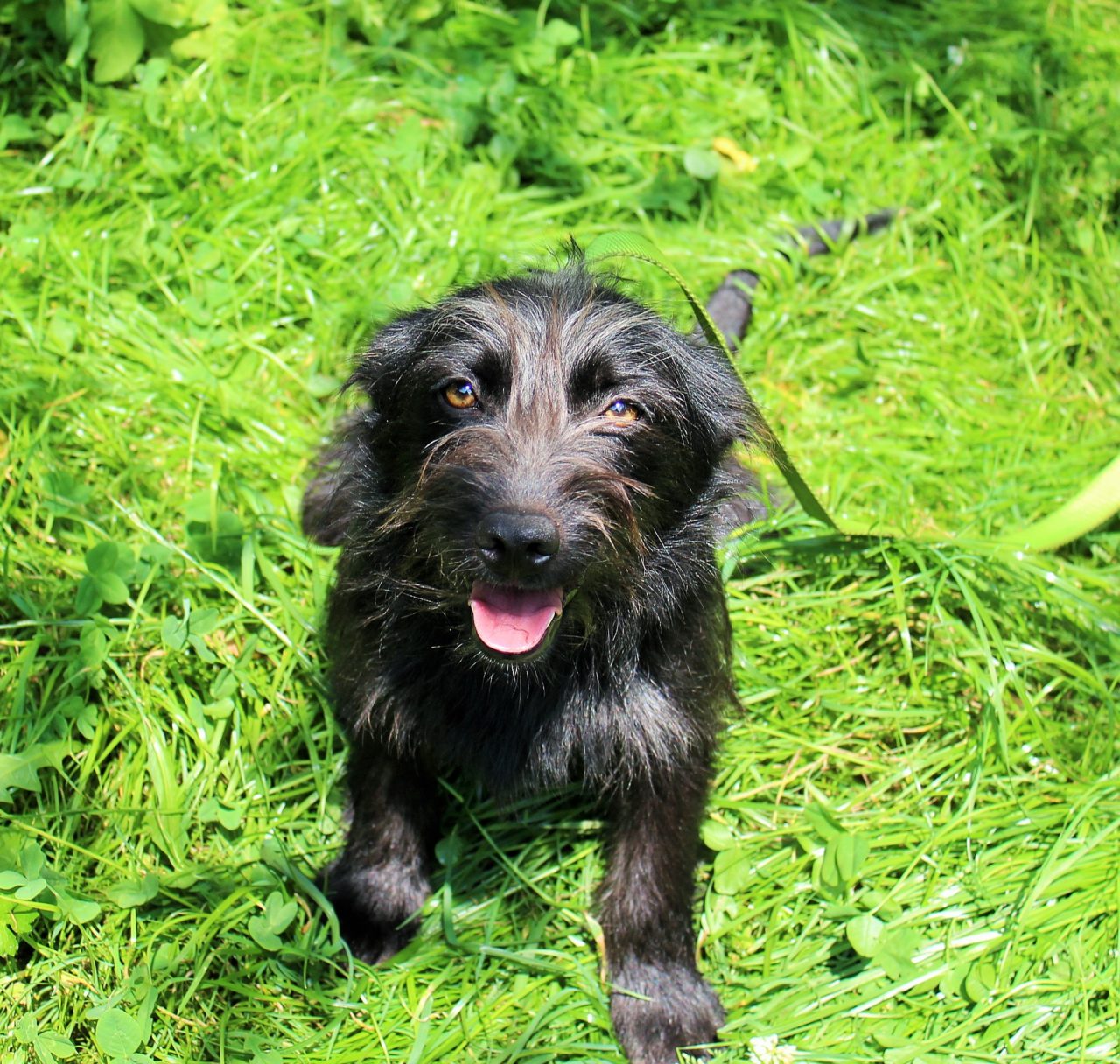 Psy ze schroniska czekają na adopcję