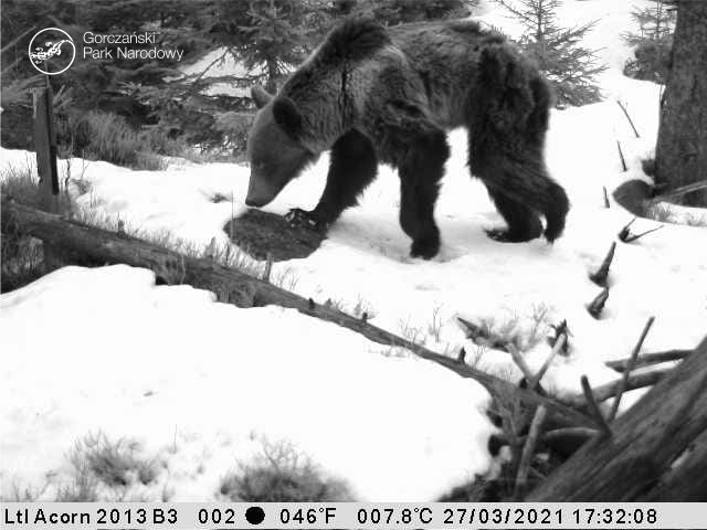 Niedźwiedź uchwycony przez gorczańskich leśników