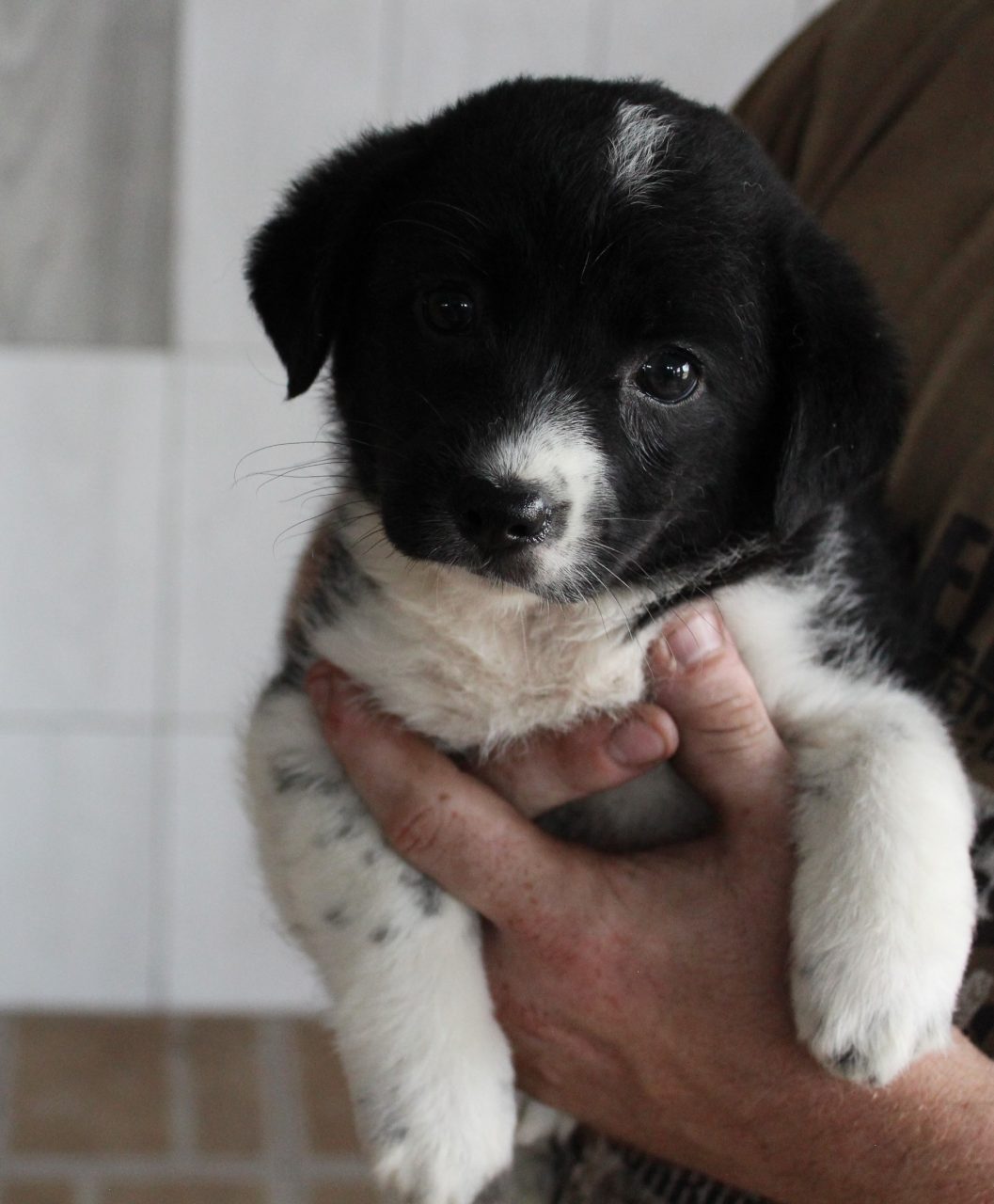 Kolejne pieski ze schroniska czekają na adopcję