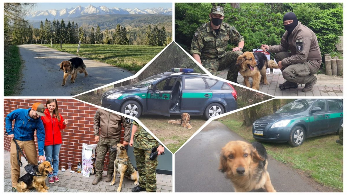 Psi pomocnik graniczny z Łapszanki - od ponad roku w nowym domu