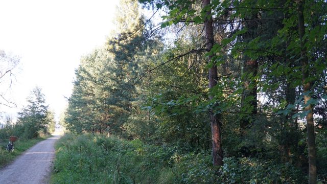 DSC07895-Kopiowanie.jpg