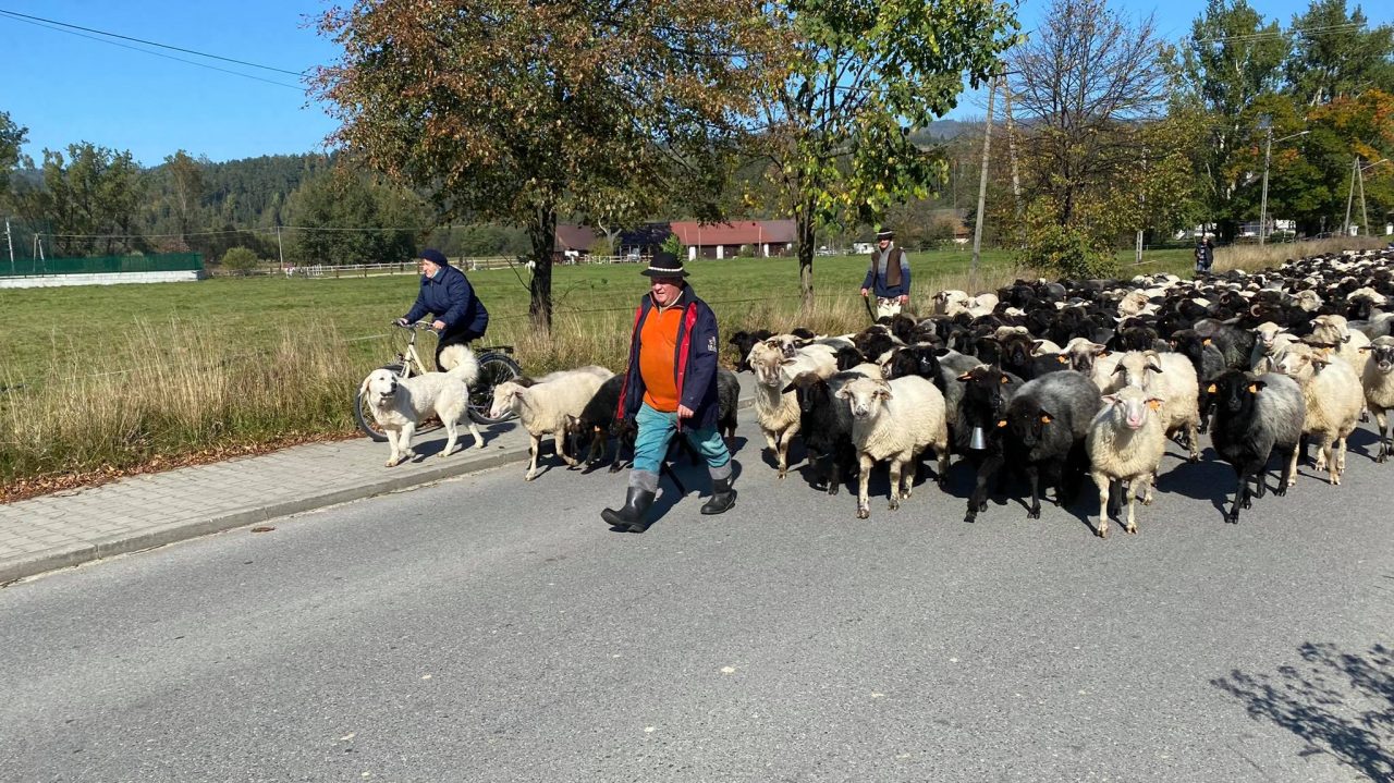 Owce schodzą już z hal (zdjęcia, film)
