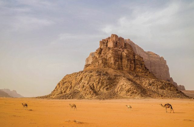 Dzikie-wielblady-Wadi-Rum.jpg