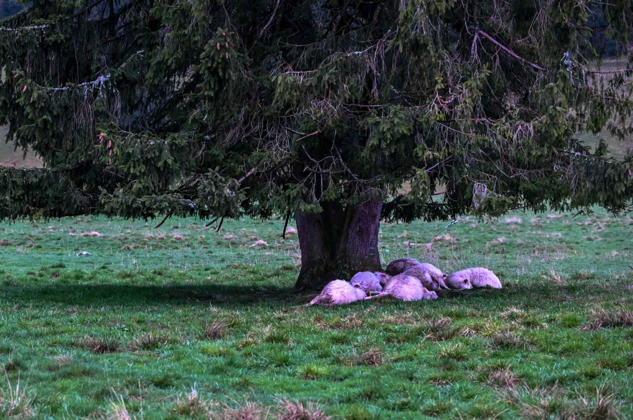 Piorun zabił 11 owiec (zdjęcia)