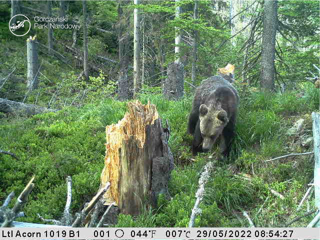 Na teren Gorczańskiego Parku Narodowego zawitał niedźwiedź