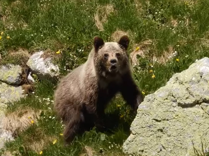 Niedźwiedź zaatakował turystę (film)