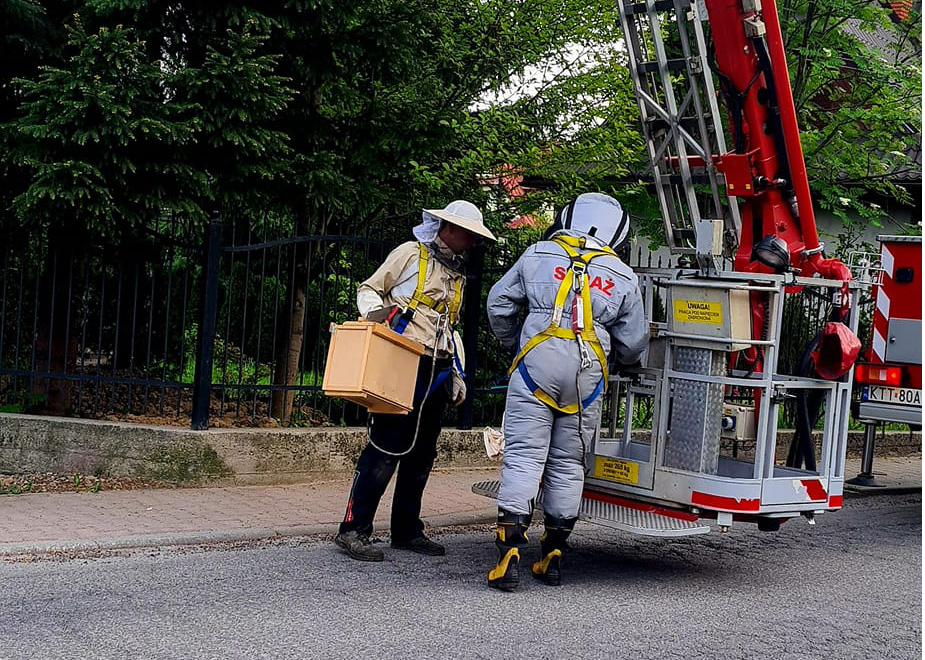 Strażacy usuwali rój pszczół (zdjęcia)
