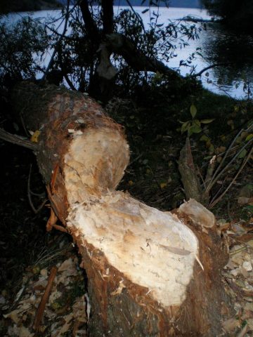 PA100120.jpg