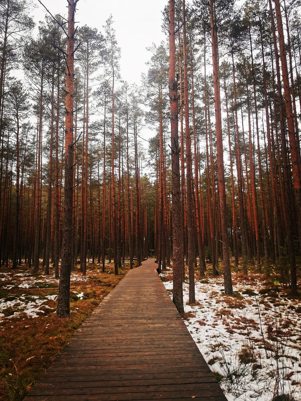 Jak postrzegasz lasy w powiecie nowotarskim?