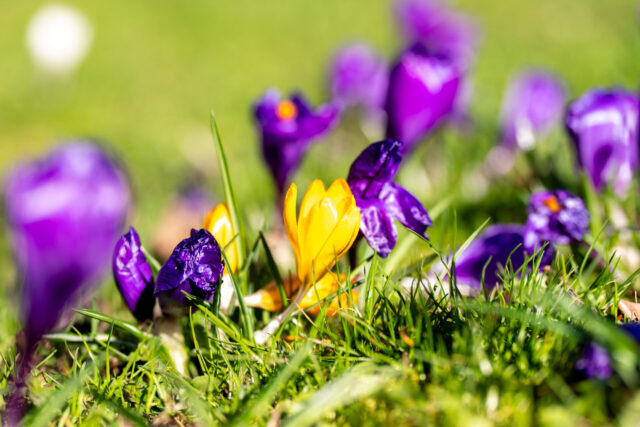 DSC1503-2-1.jpg