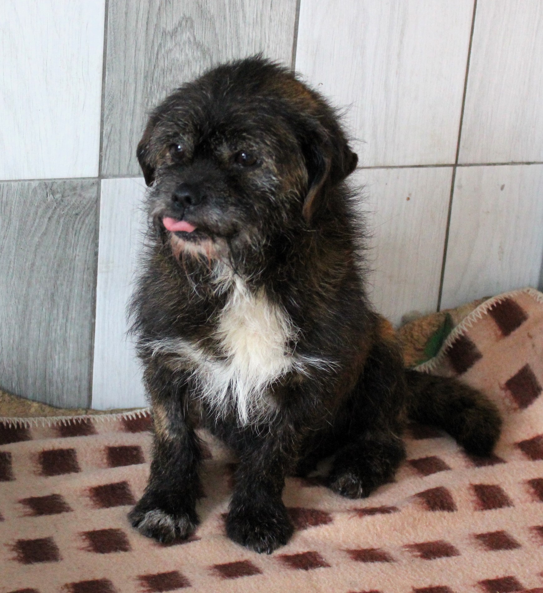 Psiaki z nowotarskiego schroniska gotowe do adopcji
