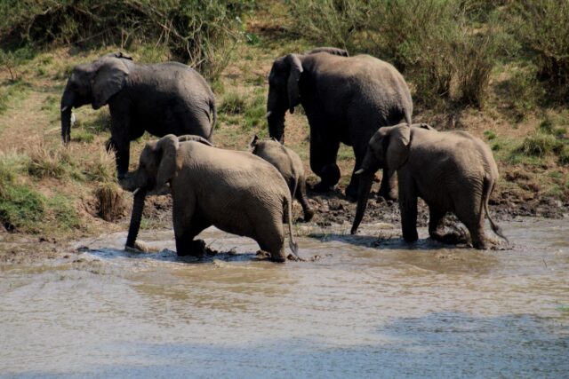 Kruger-NP-elephants.jpg