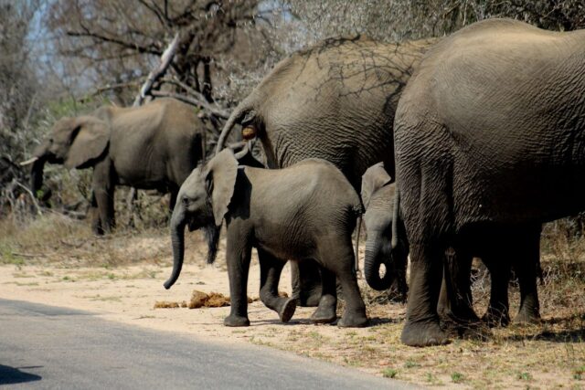 Kruger-NP-elephants_3.jpg