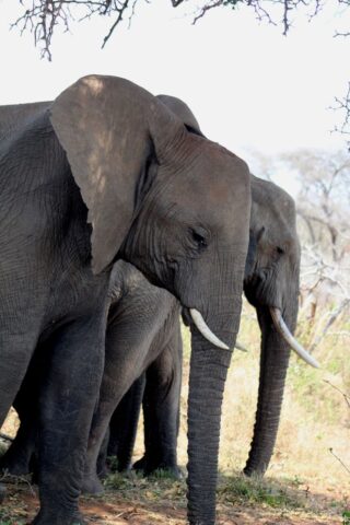 Kruger-NP-elephants_4.jpg