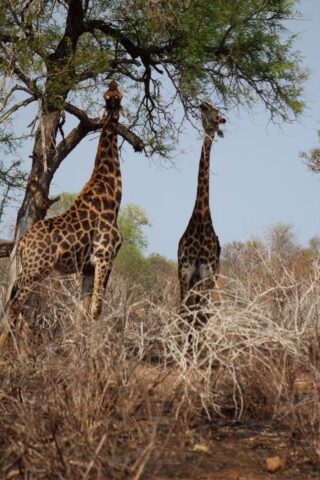 Kruger-NP-giraffes_2.jpg