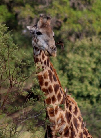 Kruger-NP-giraffes_4.jpg