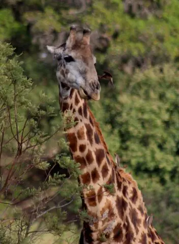 Kruger-NP-giraffes_4.jpg