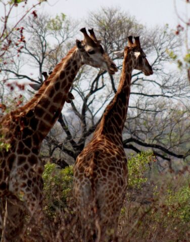 Kruger-NP-giraffes_5-1.jpg