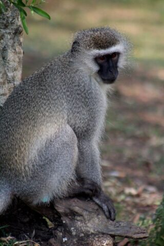 Kruger-NP-monkey.jpg