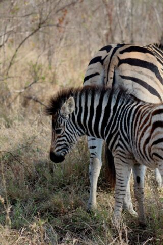 Kruger-NP-zebras_1.jpg