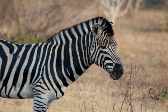 Kruger-NP-zebras_2.jpg