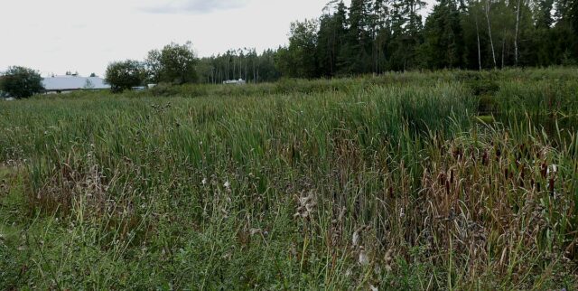 P4470081.jpg
