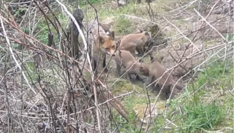 Lisia rodzina uchwycona w Gorcach (WIDEO)